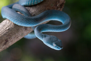 Blue viper snake on branch, viper snake, blue insularis, Trimeresurus Insularis