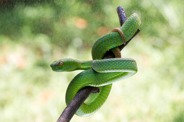 Green pit vipers or Asian pit vipers, green snake on branch with natural background  