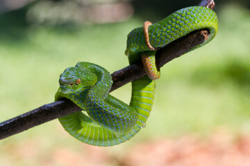 Green pit vipers or Asian pit vipers, green snake on branch with natural background  