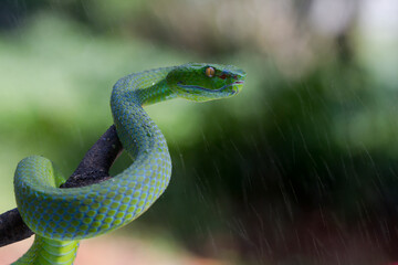 Green pit vipers or Asian pit vipers, green snake on branch with natural background  