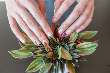 Taking care of a peperomia rosso plant