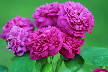 Pink rose flowers in close up