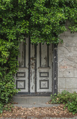 Fototapeta na wymiar Elegant gray white front door with brass knocker of an ivy overgrown house