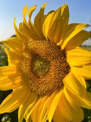 Sunflower closeup.