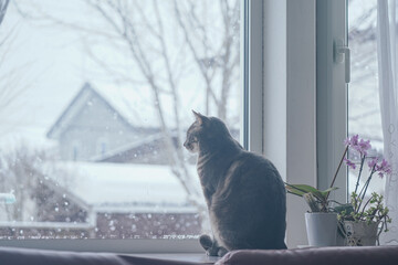 冬の窓辺に座る猫