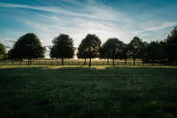 Driveway Trees