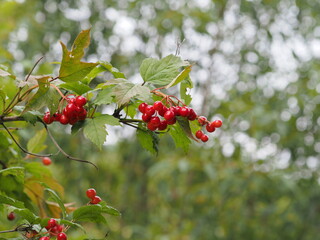 red currant bush