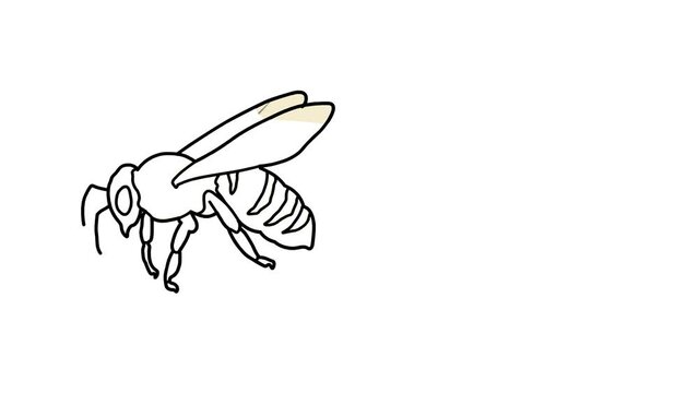 bees Sketch and 2d animated