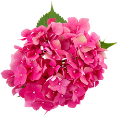 inflorescence of pink hydrangea isolated on transparent background with white