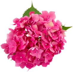 Fotobehang Hydrangea inflorescence of pink hydrangea isolated on transparent background with white  © Line