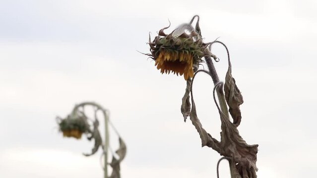 Drought with dry and withered sunflowers in extreme heat periode with hot temperatures and no rainfall due to global warming causes crop shortfall with water shortage on agricultural sunflower fields