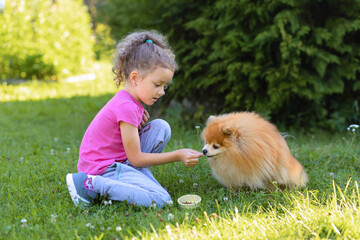 Kid with dog obedience. Little girl holding treats, snack food, giving command, training give a paw to female owner, trick, lying. child playing with Pomeranian spitz . pet adoption, friendship 