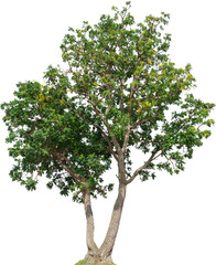 Tree plant on transparent background.