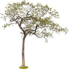 Tree plant on transparent background.