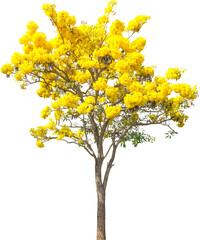 Tree plant on transparent background.