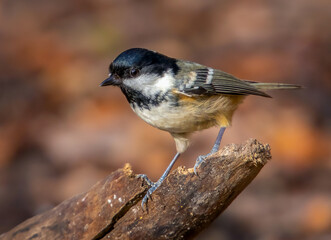 Coal Tit