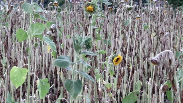 Drought with dry and withered sunflowers in extreme heat periode with hot temperatures and no rainfall due to global warming causes crop shortfall with water shortage on agricultural sunflower fields