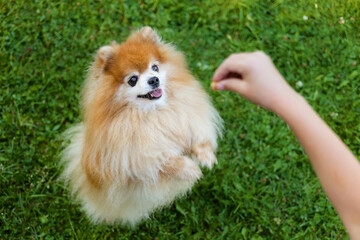 Kid with dog obedience. Little girl holding treats, snack food, giving command, training puppy...