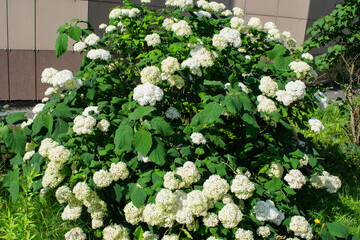 Luxurious white hydrangea bush in front of the house