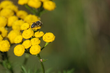 Rainfarn mit Wildbiene