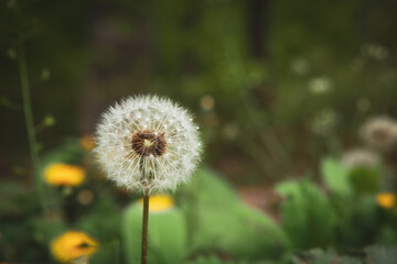 mature dandelion on the field