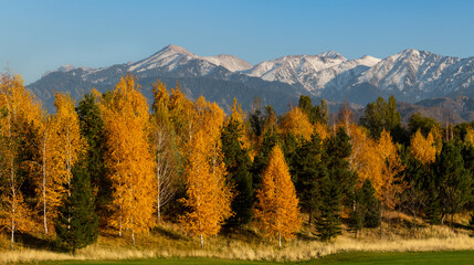 Mixed forest against the backdrop of mountains in the autumn evening