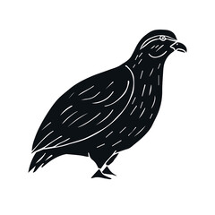 Vector hand drawn doodle sketch black partridge bird isolated on white background