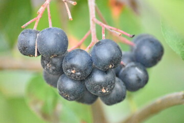 Reife Beeren - Aronia prunifolia Nero