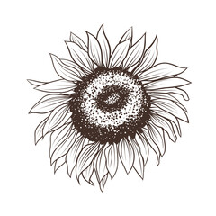 Sunflower engraving, linear illustration in doodle style