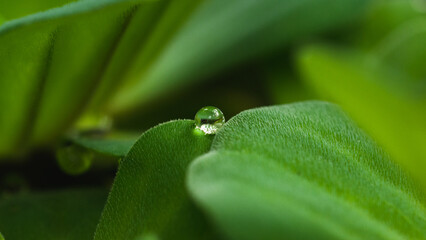 Pistia stratiotes, is often called water cabbage, water lettuce, Nile cabbage, or shellflower on natural light.