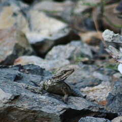lizard on the stone
