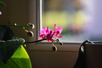 gros plan sur plusieurs bourgeons d'orchidée non ouvert et des fleurs d'orchidée rose