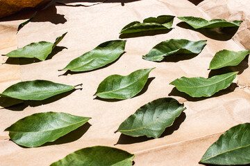 Drying Mediterranean bay leaves on a sheet under summer sun