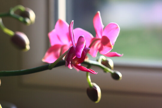 gros plan sur plusieurs fleurs d'orchidée rose (et des bourgeons en arrière plan)
