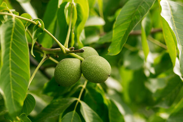 Walnut hanging on a tree with leaves. Agriculture, agronomy, industry