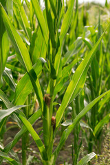 Corn grows in the garden. Agriculture, agronomy, industry