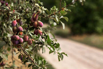 Plums on the branches of a tree. Agriculture, agronomy, industry