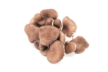 Oyster mushroom or hiratake mushroom on white background