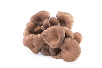 Oyster mushroom or hiratake mushroom on white bckground
