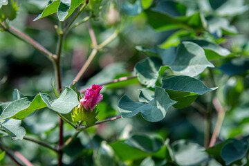 Pink blossom on a commerical cotton plant (Gossypium hirsutum)
