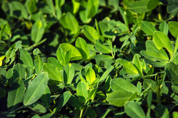 Peanut plant closeup background