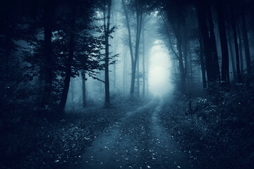 forest road in fog, dark fantasy landscape