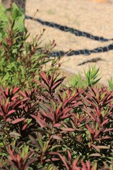 red and green leaves