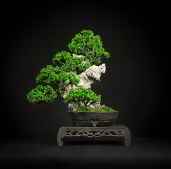 Japanese bonsai tree style used for decoration. Bonsai is used to decorate the shop. Japanese bonsai tree on a black background.