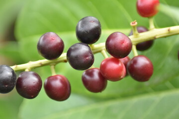 Reife und unreife Früchte - Kirschlorbeer (Prunus laurocerasus)
