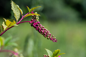A close up of American pokeweed berries and the red stalk with a blurred background.

Phytolacca americana, also known as American pokeweed, pokeweed, poke sallet, dragonberries, and inkberry.