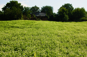 Close-up view blooming plants of buckwheat. Agricultural field where buckwheat blooms, large number of buckwheat plants during flowering in the field. Old house in green leave trees in the background