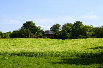 Close-up view blooming plants of buckwheat. Agricultural field where buckwheat blooms, large number of buckwheat plants during flowering in the field. Old house in green leave trees in the background