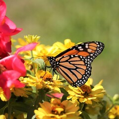 Rare Endangered Monarch Butterfly
