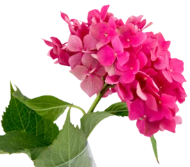 Fotobehang inflorescence of pink hydrangea isolated on transparent background with white © Line
